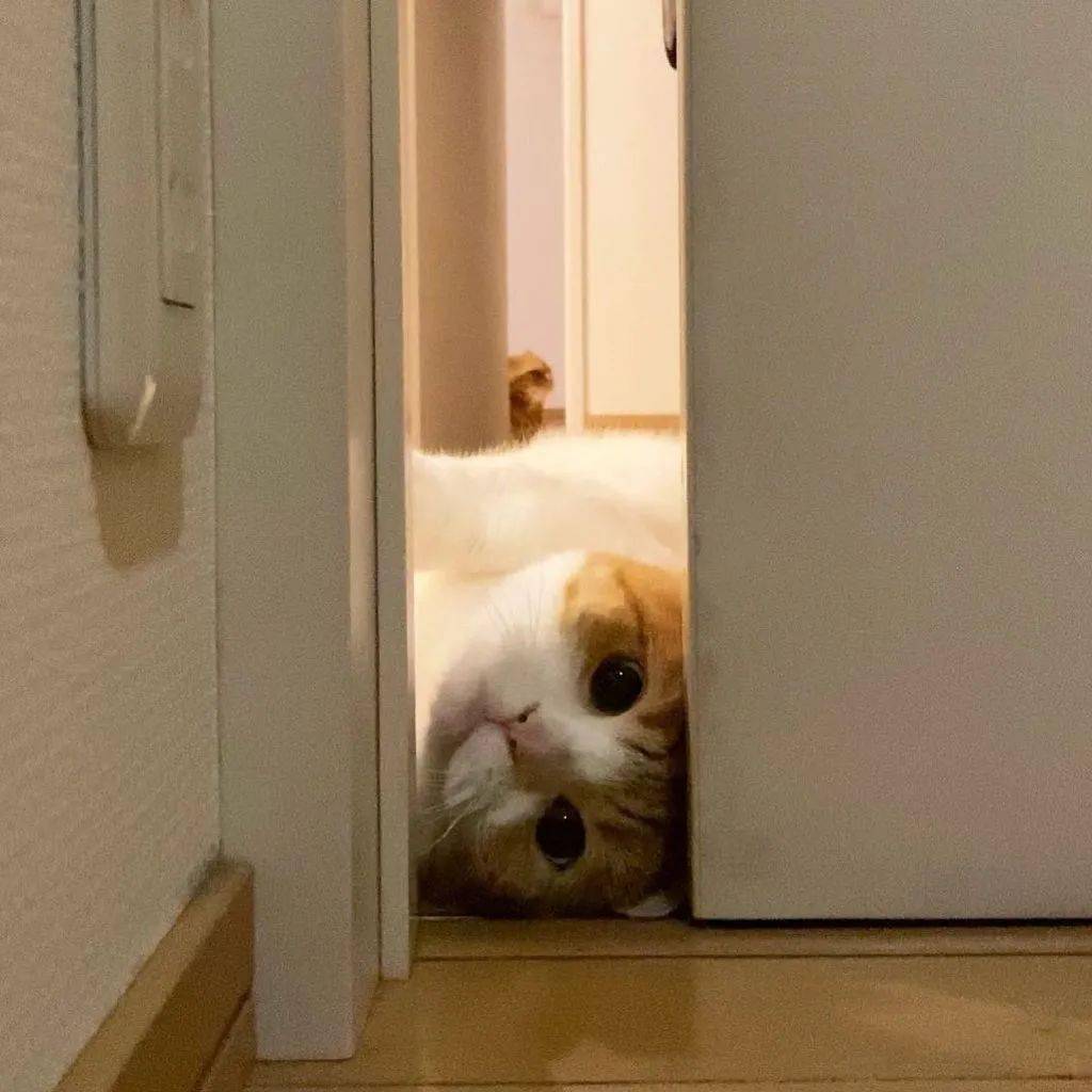 头像最近很火的干饭朋友圈文案