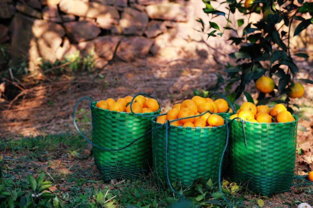浑圆的,柔软的,芬芳的气味那一个个橘子握在手里,橘园里如同繁星点点