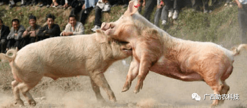 【诊疗案例】如何防止猪只打架和打架后应激严重的治疗