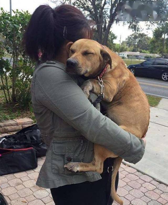 萌宠流浪狗心灵受创紧紧抱住救命恩人的样子让人超心疼