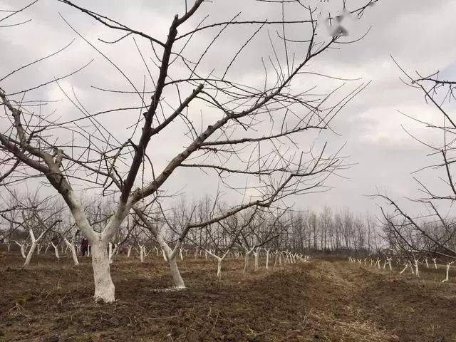 67赣南种植桃树越冬休眠巧管理来年丰产效益好