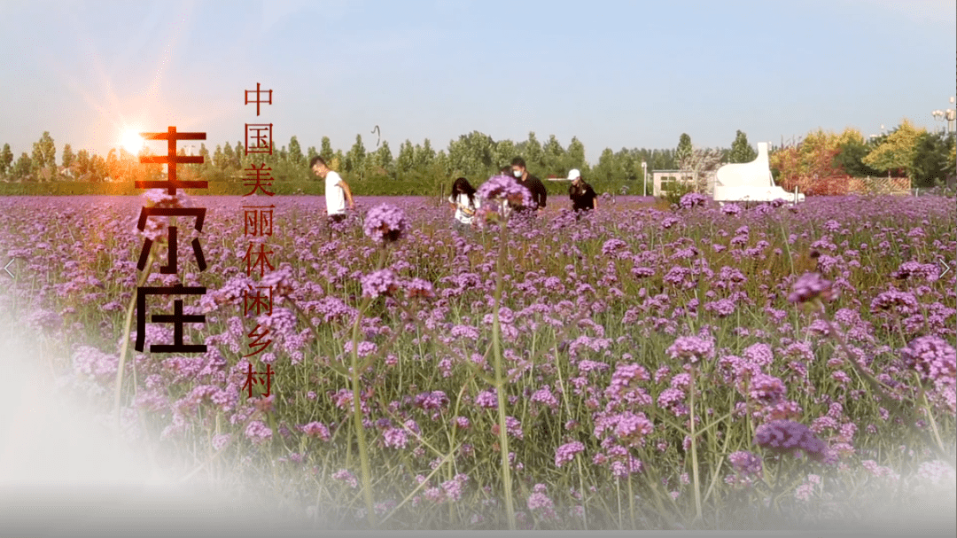 11月18日限行提示丨2019中国美丽休闲乡村:河间市丰尔庄村