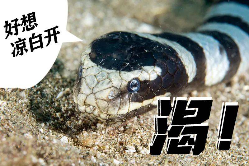 海蛇:剧毒的牙齿 "与世无争"的性格 这两者一点都不冲突