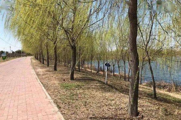 南乐体验秋日暖阳下的马颊河国家湿地公园