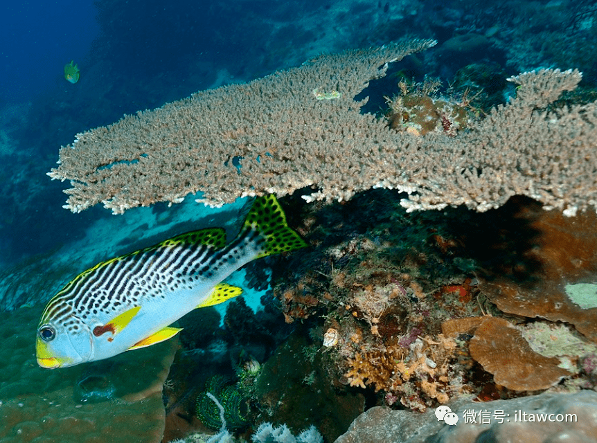 物种图册-条纹胡椒鲷