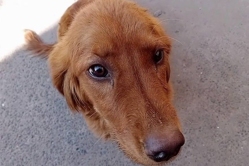 今天喂养了一只狗狗可爱听话一身黄毛就是不知道什么品种