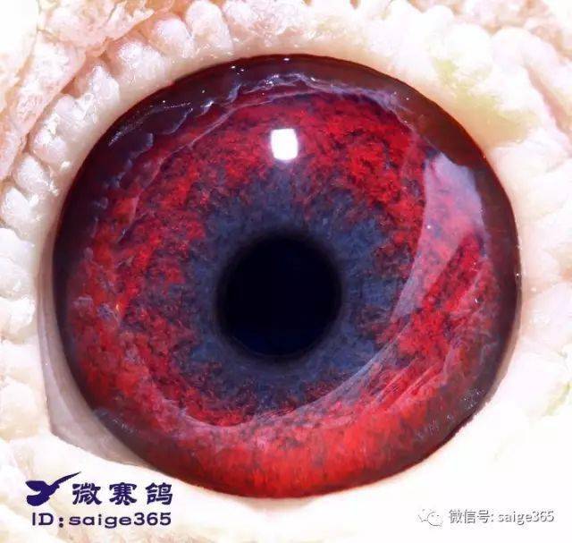 牛眼该怎么配对