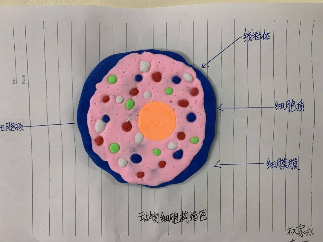 手塑物之细笔绘微末胞记天津一中七年级动植物细胞模型制作实践活动