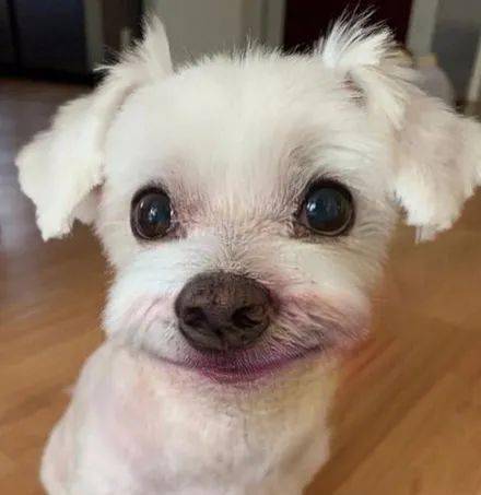 网友给狗子p上一副假牙,它的笑容立马变得很魔性,笑喷!