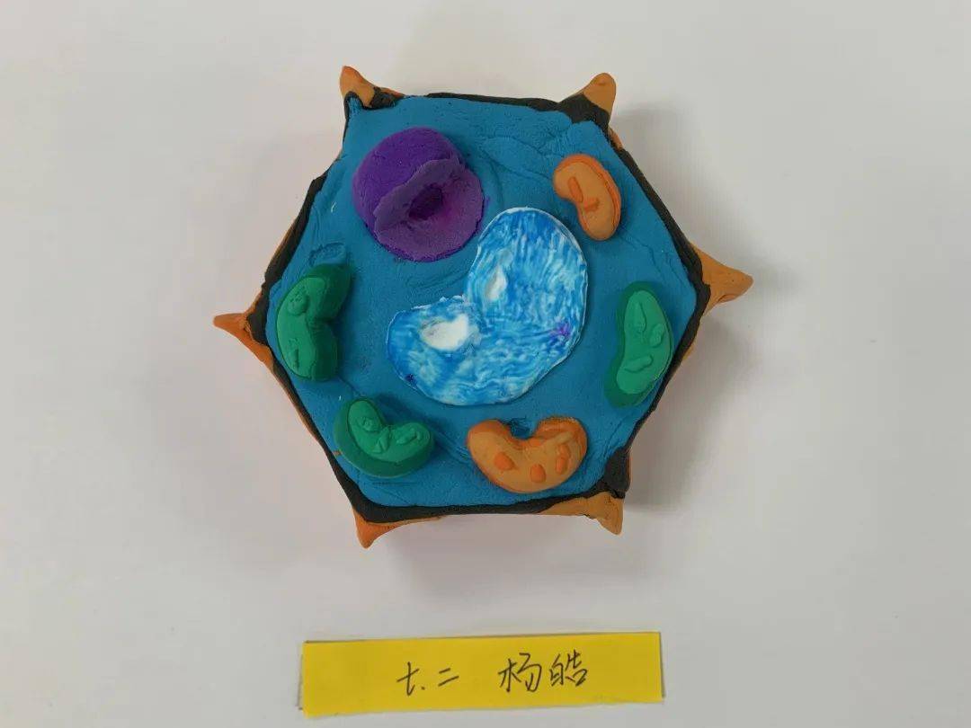 手塑物之细笔绘微末胞记天津一中七年级动植物细胞模型制作实践活动