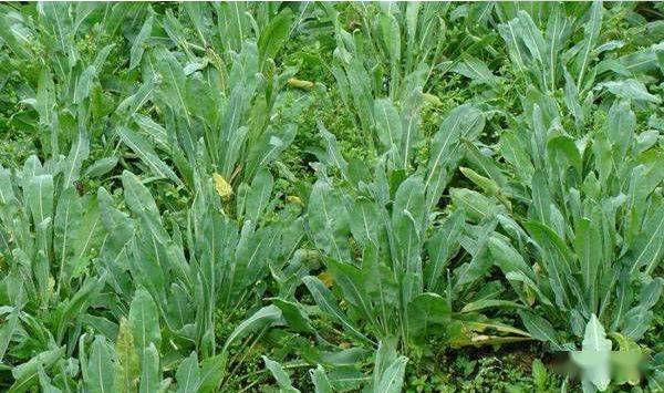 【养鸡秘诀】鸡群感冒六个中草药秘方介绍!