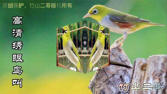 15分钟高清绣眼鸟叫声巧口多变唱口清晰闭目聆听缓解大脑压力