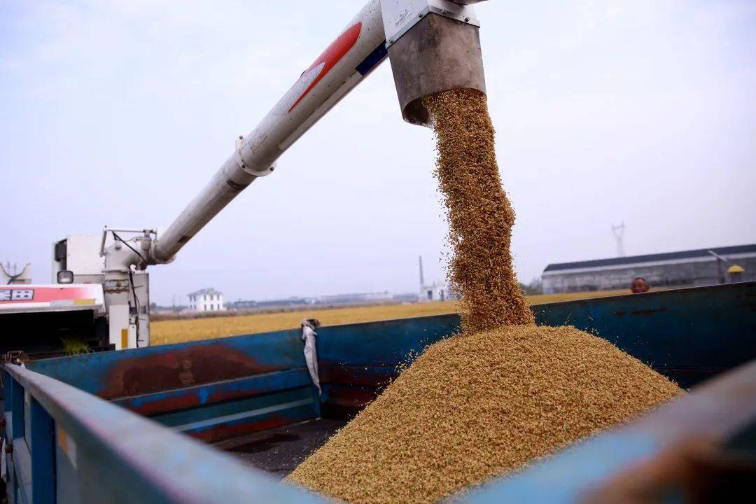 一眨眼的功夫,割稻,脱粒,碎杆等