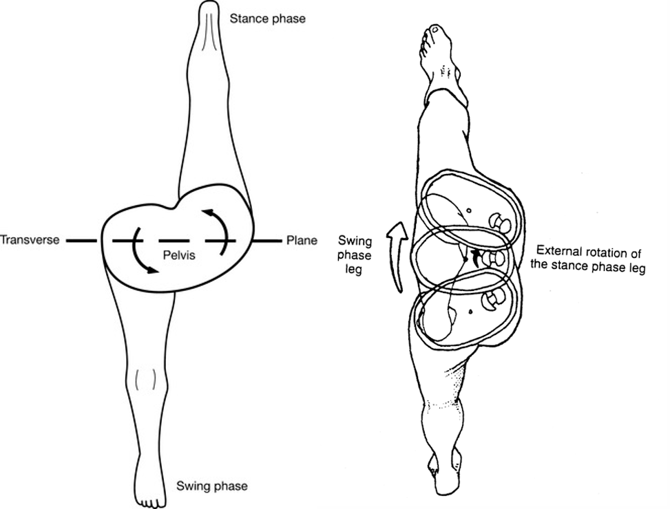 跑步时骨盆转动配合抬腿形成了送髋由于大腿运动是以髋为轴心,髋往前