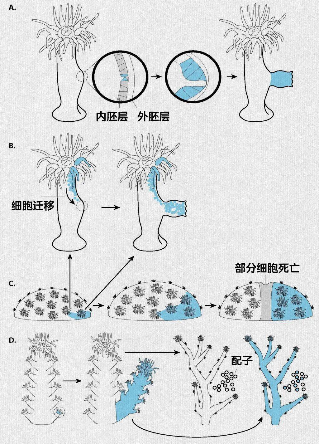 珊瑚树繁殖方式图片