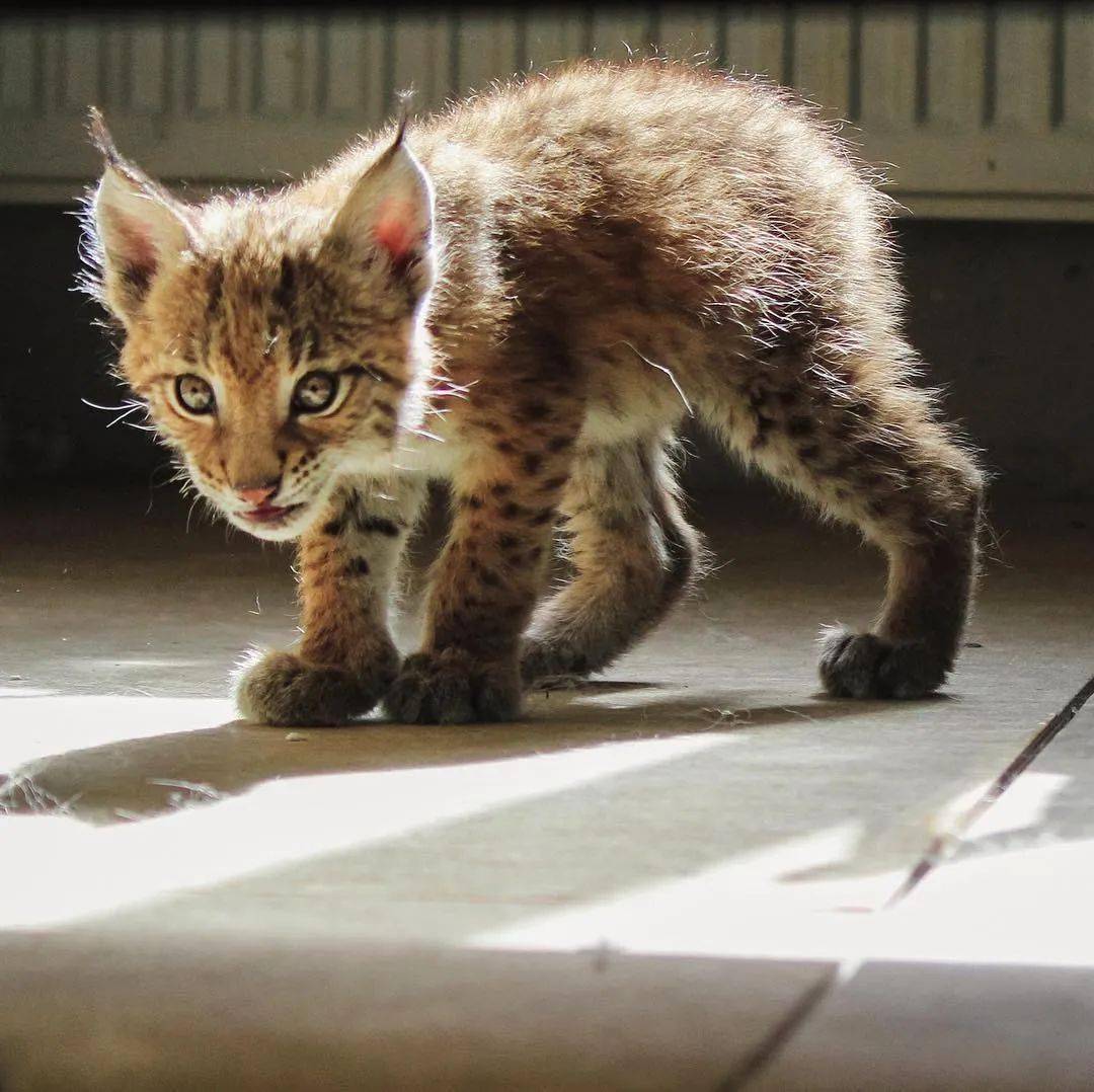 被7只傻狗养大的山猫怎么看都哈里哈气的