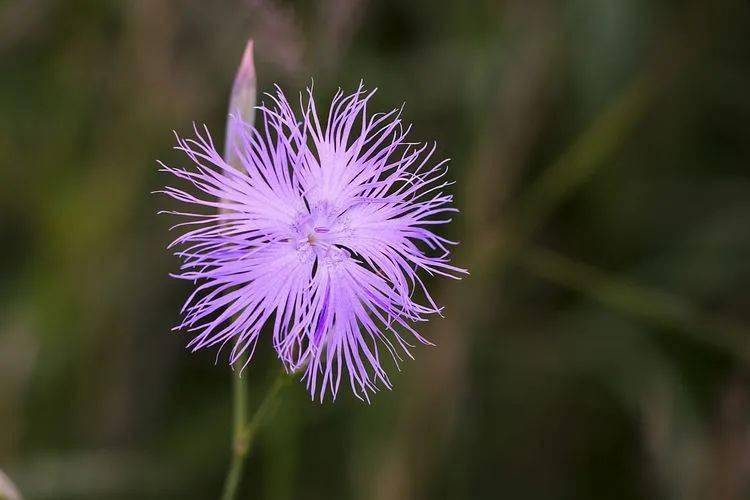100种野花认识10种以上的都是植物达人