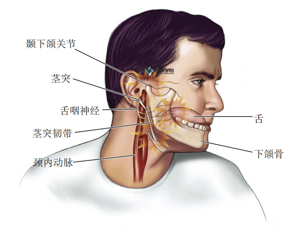 疼痛解剖學鼻鼻竇和咽喉痛