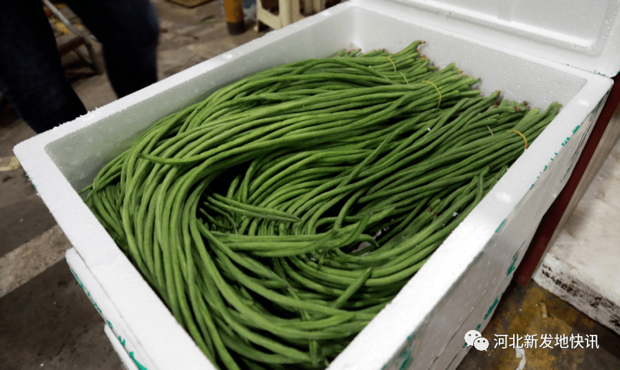 东三省媒体团实地走访南菜北运的重要枢纽——河北高碑店市场