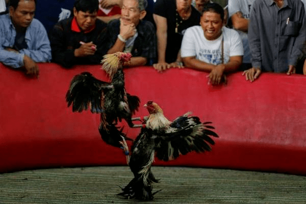 悲剧菲律宾警方突袭非法斗鸡活动不料却被公鸡反杀
