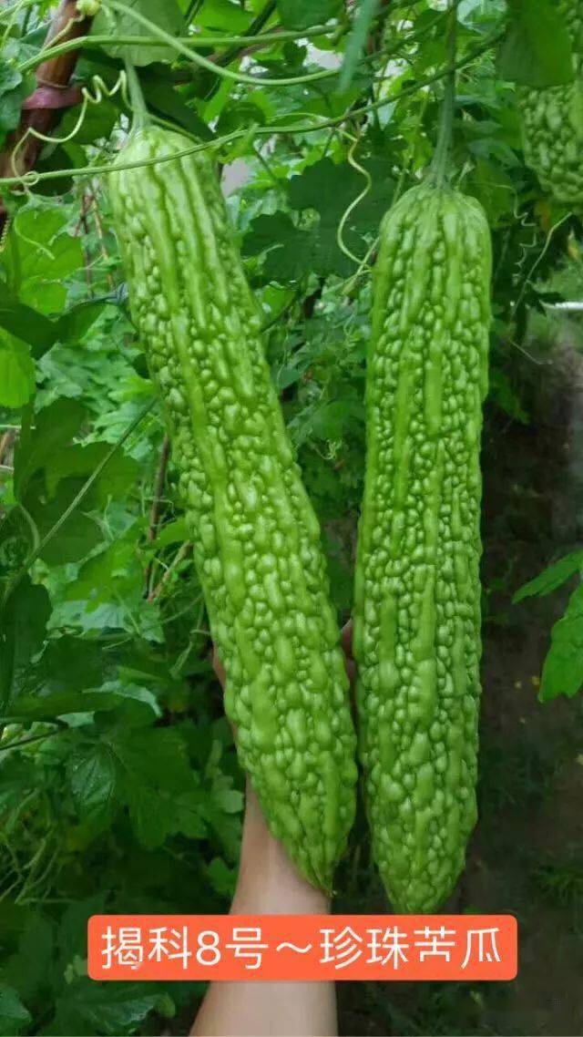 金记珍珠苦瓜|厚肉苦瓜_科技
