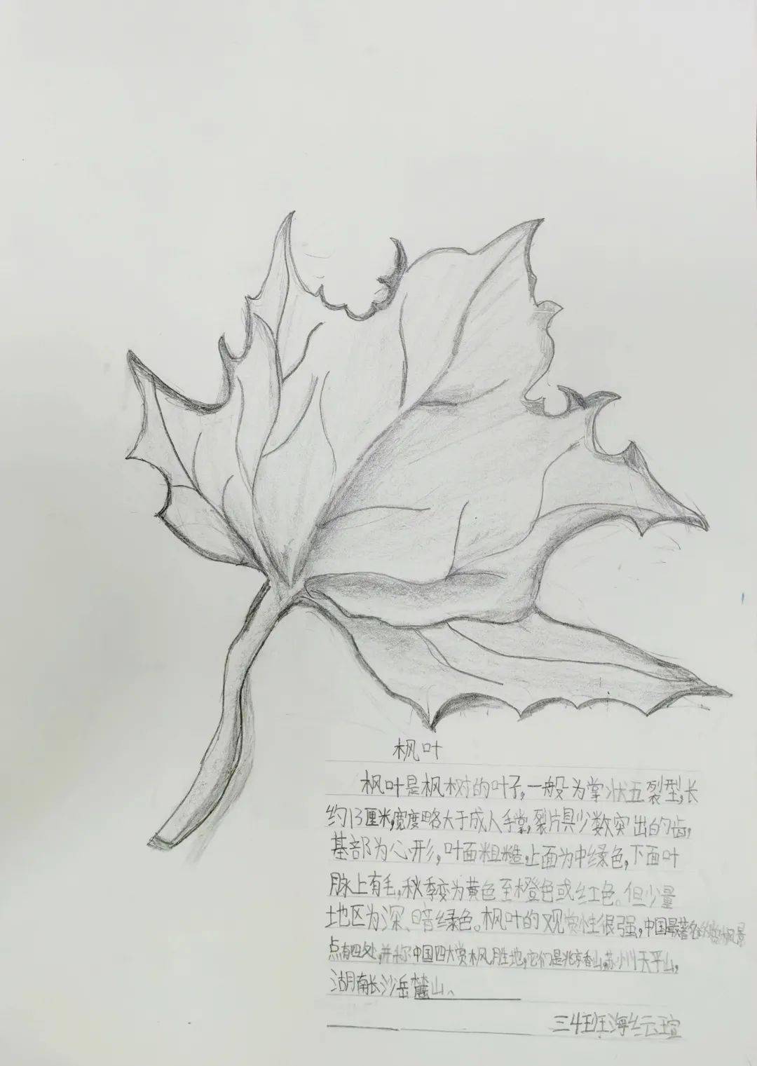 自然筆記:捕捉自然之美,描繪自然畫卷系列(二)_驛站