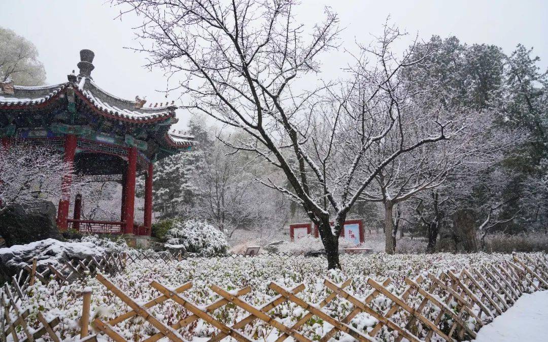 小雪遇到初雪香山回到静宜园