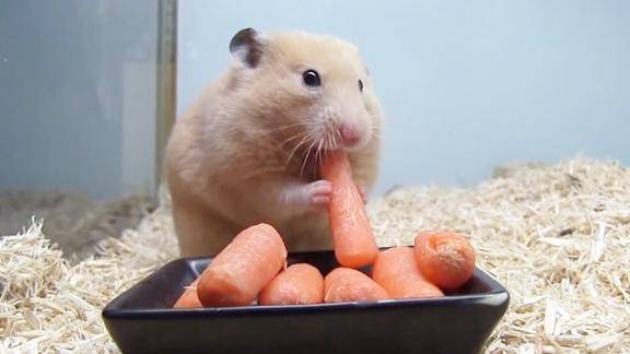 小仓鼠贪吃无极限两颊塞满胡萝卜可爱度爆棚