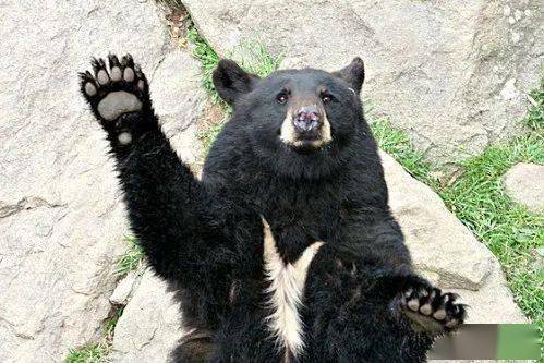 向人类挥手打招呼的可爱熊熊