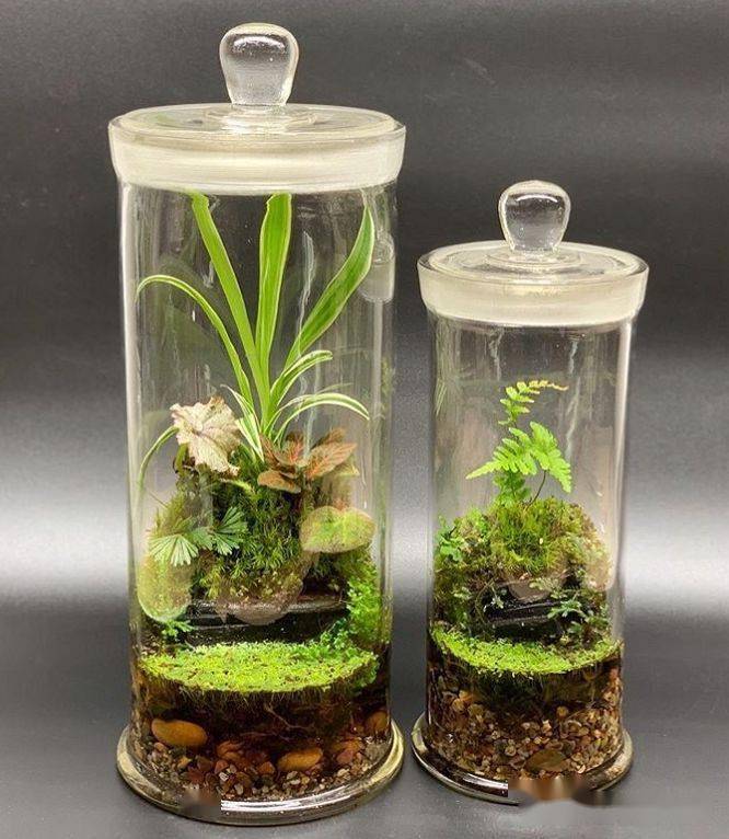 苔藓玻璃瓶微景观作品欣赏