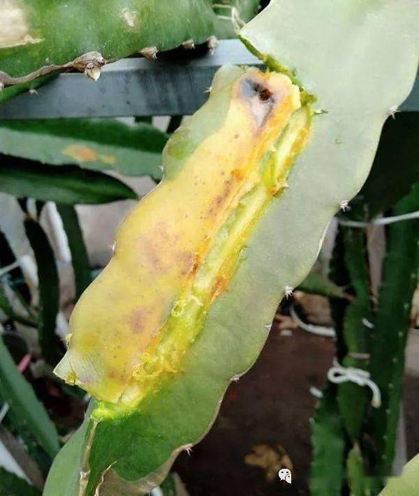 教你几招预防火龙果冻害