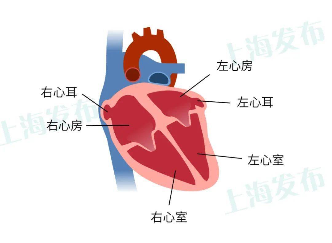 我是心脏