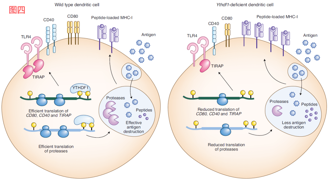 n6-腺苷酸甲基化(m6a)是腺苷位於6位的n發生甲基化,是信使rna(mrna)和