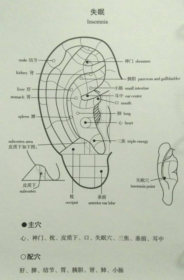 7,颈椎病主穴:颈,颈椎,肝,肾,神门,交感,皮质下配穴:枕,肩,缘中,脾,内