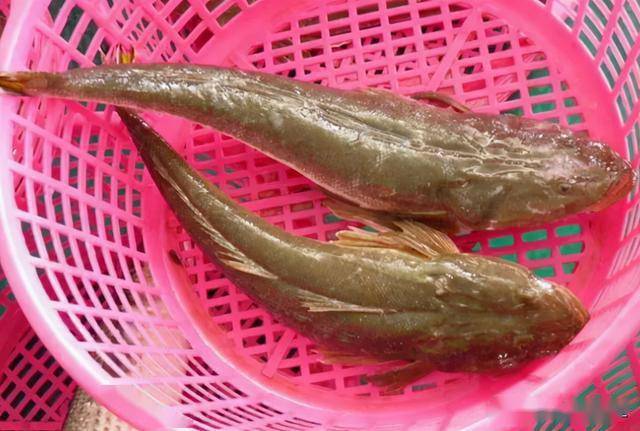 此鱼长相丑陋我国3元1斤很少人吃出口日本成高档鱼