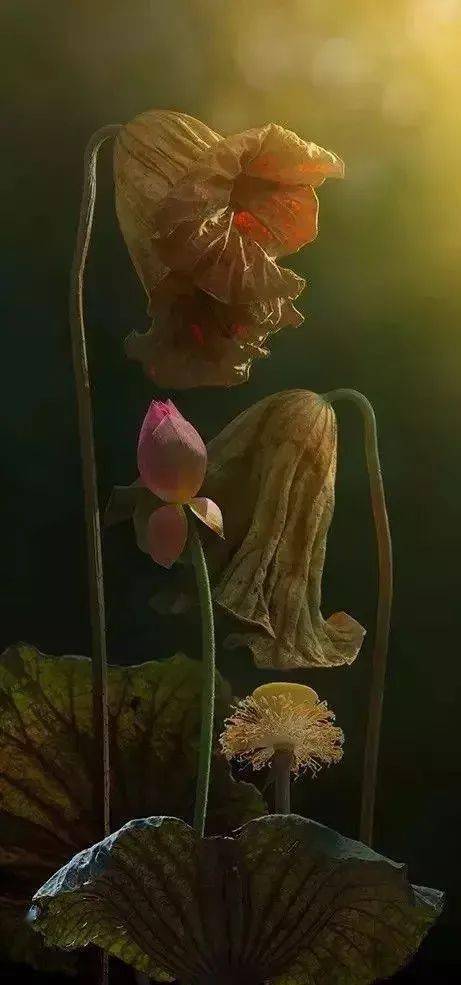 秋荷_手机搜狐网