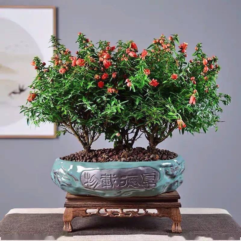 认为它是多子多福的象征,古人称石榴"千房同膜,千子如一",成熟的石榴