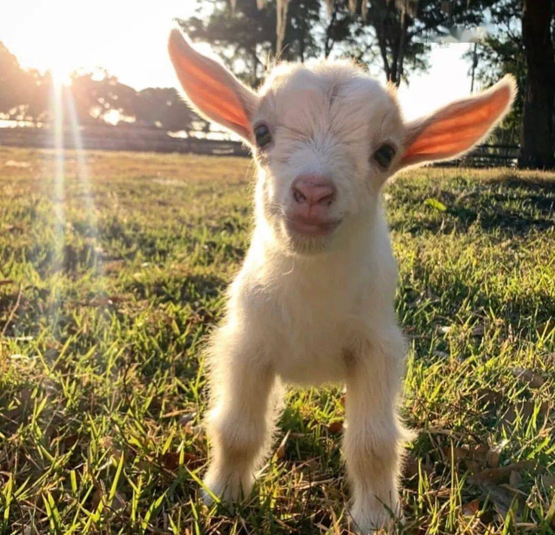 来了来了1200只蒙古羊来孝感了