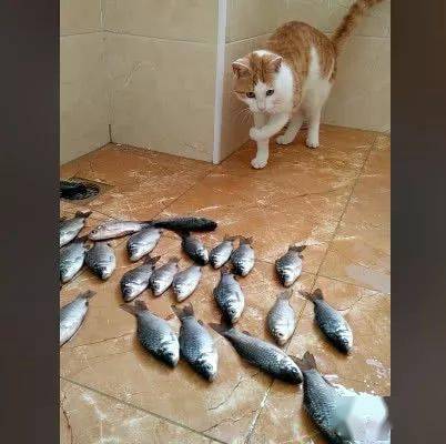 橘猫睡醒后看到满地的鱼竟然一脸懵逼