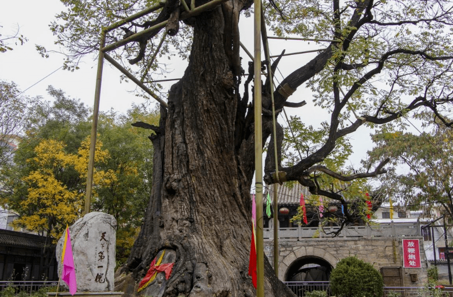 传说光绪年间大闹饥荒,村人粒粟无存,古槐施舍乡人大开"槐仓,白天