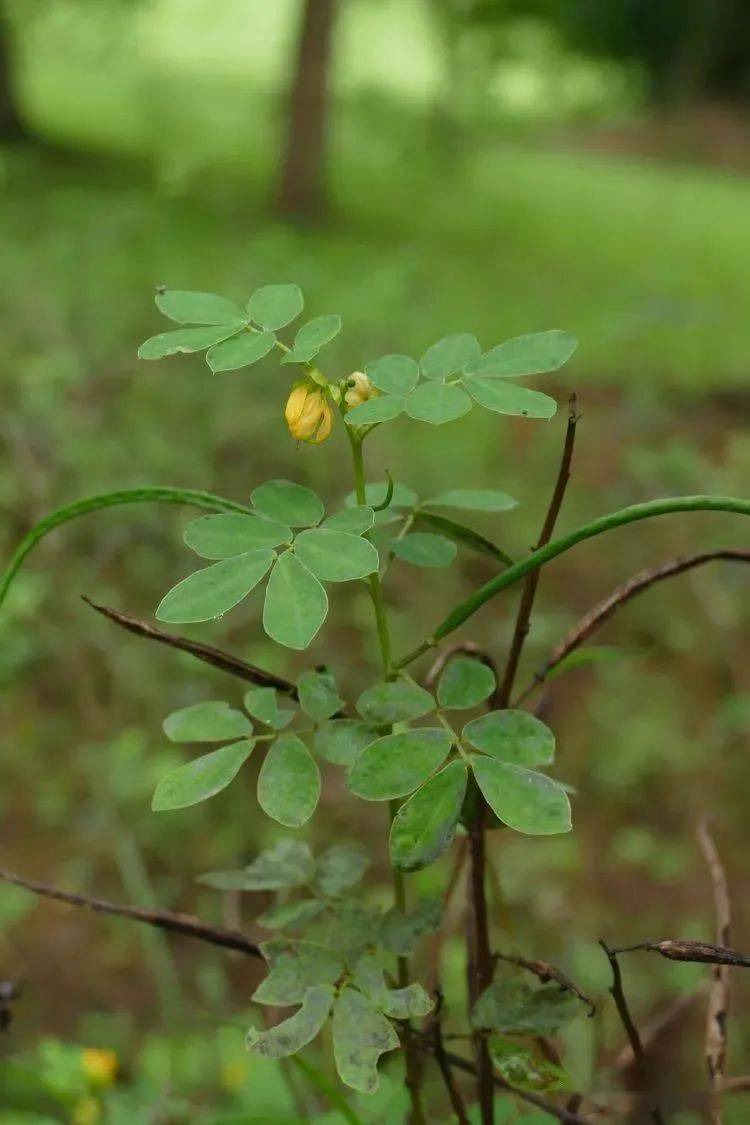 【你好!大自然】第173期:版纳植物园撷芳(十之二)