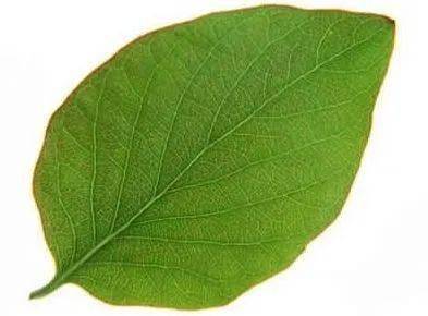 每一帧都是风景大片,快来pick你最心动的那张吧!_苍绿