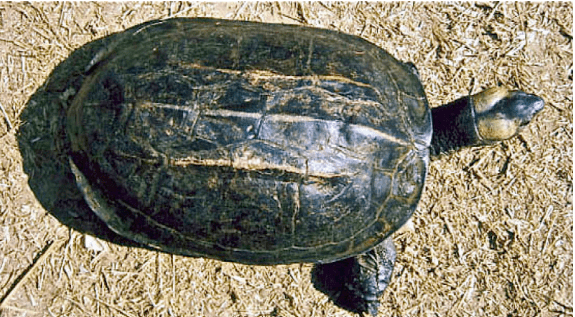 金边黑山龟:从几十元一斤一度炒到900元一斤,如今又在市场上销声匿迹