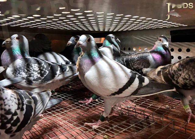 鸽子训放到何种程度才够参赛资格?_训练