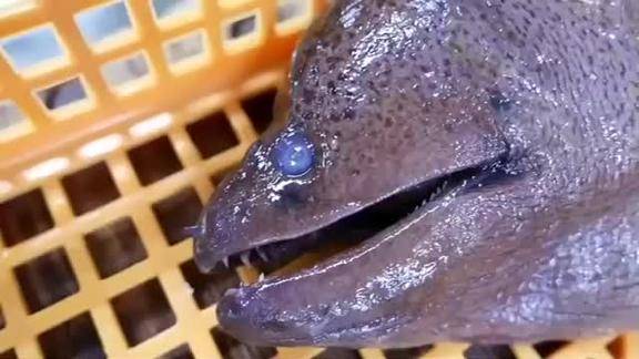 八斤重的极品深海大黑鳗又长又粗大厨这样杀太诱人了