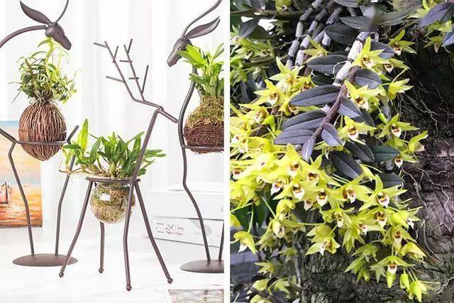 钱薄荷8,挂竹梅7,空气菠萝6.碧蕾鼓5.千叶兰花4.爱的藤蔓3.