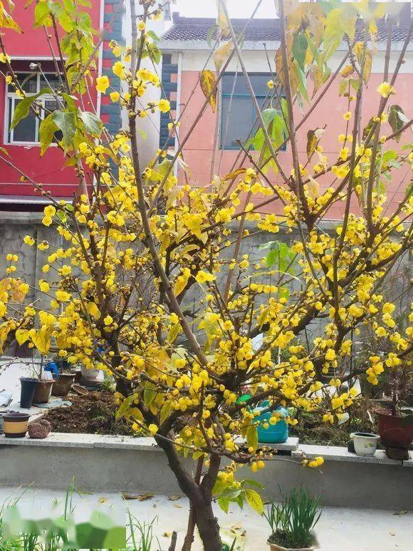 壮观| 养了十几年的地栽腊梅,花开得好大!