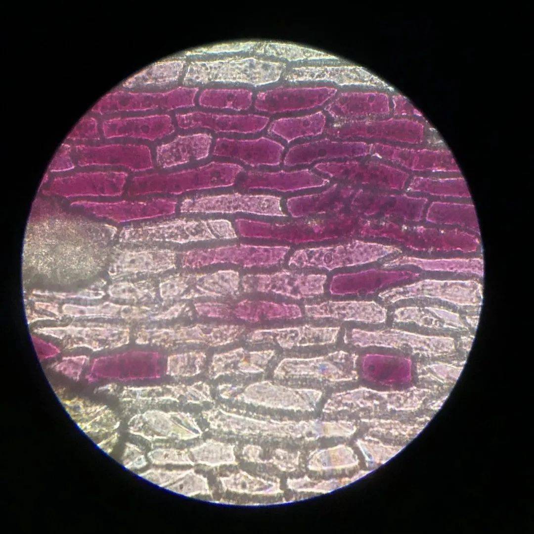 顯微鏡,領略被放大的美——記樂山市實驗中學七年級生物實驗課_細胞