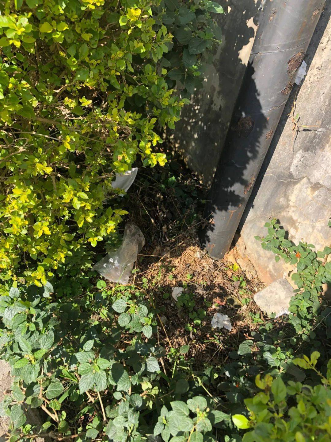 泔水桶乱堆乱放△遛犬未使用束犬链且无人牵引△供一人骑行的电动