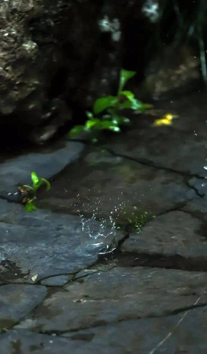 落雨天喝茶日